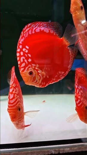 Red raflesia & red panda | Ikan hias discus | discus fish | main ikan | aquarium | aquascape