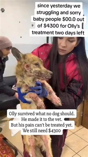 💔 From the Cold to Care: Olly’s Recovery Journey 💔😭 Yesterday, this boy didn’t even have a name. Today, he has one — Olly — and, for the first time, a chance at a future. We found him just in time. Cold, exhausted, quietly giving up. Tomorrow the temperature will drop to –15°C. He would not have survived another night. Olly is incredibly gentle. He doesn’t fight. He doesn’t cry. He just looks at you as if asking, “Am I safe now?” The vets diagnosed him with severe pyoderma. His tests are bad.