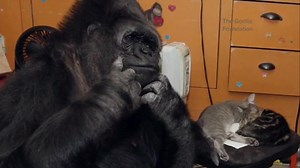 Koko the gorilla, who knew sign language, being remembered around the world