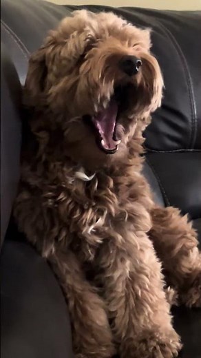 This Mini Goldendoodle Will Make You Laugh 😂 | Funny & Adorable Dog Moments 2025