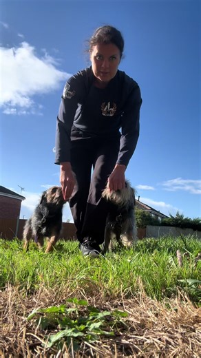 Alpha b Dog Training (@alphabdogtraining)’s videos with original sound - Tiktok songs