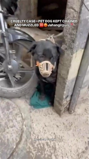 Pet Dog Cruelty case | Chained and Muzzled all day | Stop animal cruelty | Bezubaan Saathi #animals