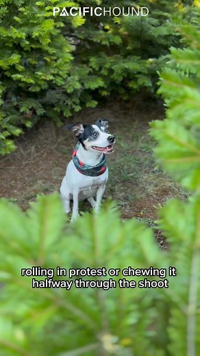 Finally—something your dog wears without a fight. Slip on the scarf, cue the compliments, and enjoy stress-free holiday photos. 🎄 No ties. No fiddly parts. Just cozy, stay-put style built for pups and picture-perfect memories. | Pacific Hound