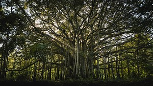 Navy FCU Shared Branching: Convenient Access to Your Money