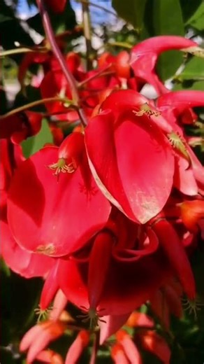 Cockspur coral tree (Erythrina crista-galli)