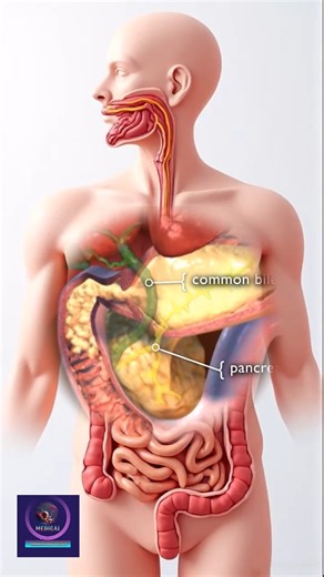 230K views · 3.1K reactions | Digestive System Explained | From Stomach to Small Intestine. #DigestiveSystem #HumanBody #MedicalAnimation #StomachToIntestine #Pancreas #Liver #Gallbladder #FoodDigestion #HealthEducation #BodyExplained #MedicalVideo #ScienceLearning | Medical Animation Media | Facebook