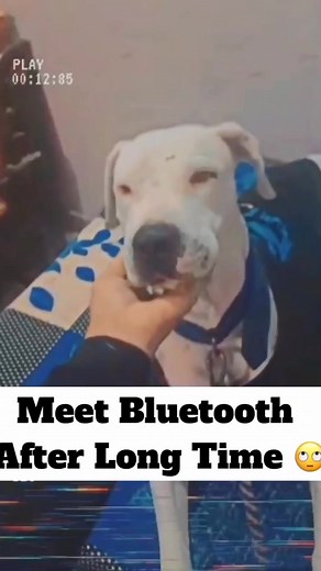 63K views · 3.9K reactions | Meet Bluetooth After Long Time Street Dog Pluto #streetdogpluto #viralreels #dogvlog #dog #animal #streetdog #plutodog #minivlog #reel @ | Street Dog Pluto | Facebook