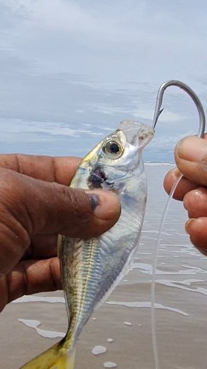 599K views · 3.8K reactions | top natural fishing bait | Roso Fishing New | Facebook