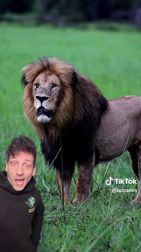 Discovering the Largest Lions in the World