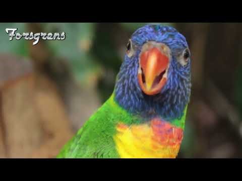 Parrot Chatter The Branch Banter