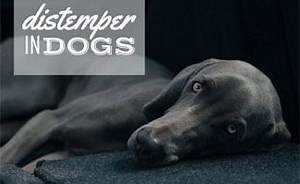 Distemper In Dogs And Cats: Signs, Treatment, Prevention & More
