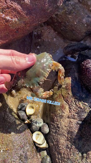 MR CRABS LOST THE WAR TO MR SEA CUCUMBER! #shellcade #fyp #seashells #shells #whatsunderthatrock