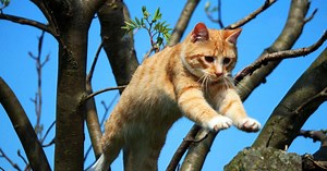Comment les chats retombent toujours sur leurs pattes