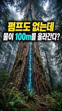 🌲 펌프도 없는데 물은 어떻게 100m를 올라갈까 #레드우드 #해안레드우드 #레드우드국립공원 #거대한나무 #나무꼭대기 #물관 #증산작용