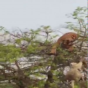 26M views · 354K reactions | OH NO! This monkey is in danger, a tiger is trying to eat it. #monkey | Daily Monkey | Facebook