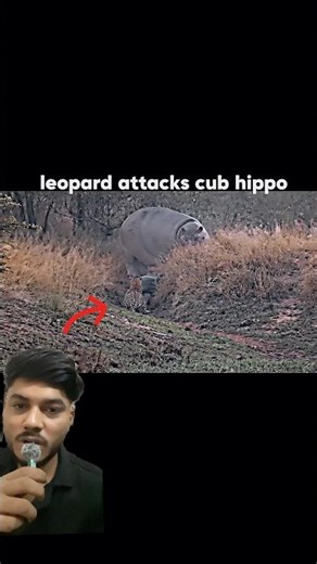 Baby Hippo Attacked by Leopard 😱 Mother Hippo’s Revenge! | Wild Animal Battle