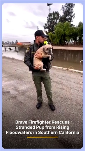 A heroic firefighter braved rising floodwaters during a rare October storm in Southern California to rescue a stranded pup trapped on debris. His courage and quick action ensured the puppy’s safety amid dangerous conditions. #FirefighterHero #FloodRescue #SouthernCalifornia #PuppyRescue #BraveAct #ViralVideo #LifeSaver #HeroicAct #AnimalRescue | Indiatimes