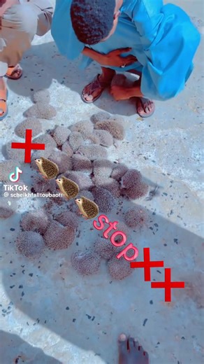 #senegal #ferme #fyp #pourtoii #elevage