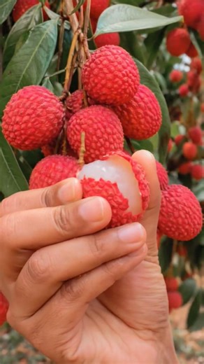 Lichi Itni Juicy Kaise 😍😋 #shorts#subscribe #litchi #satisfying #asmr