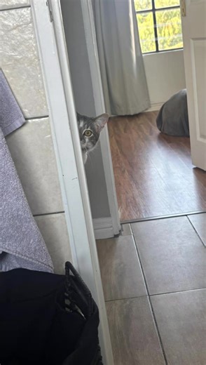 Humorous Insights on Cat Stalking Behavior