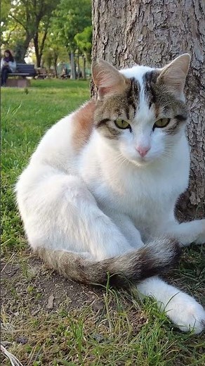 Street Cats of Istanbul – They Own the City !! [4K]