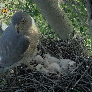 Mother falcon looks very thirsty while making shadow on babies | Review Bird Nest