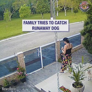 1M views · 2.9K reactions | Family tries to catch runaway dog | Bright Side | Facebook