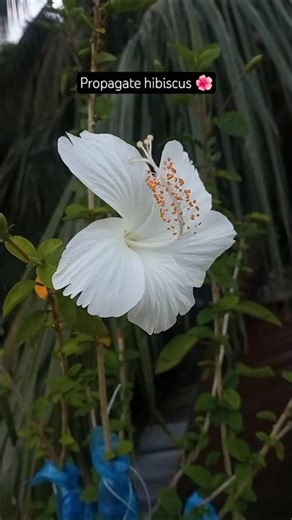 how to propagate hibiscus plant from cutting | grow hibiscus plant #shorts #hibiscus