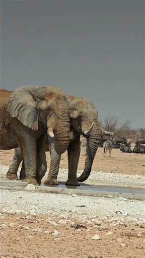 Elephants and blue wildebeest in Etosha, Namibia.