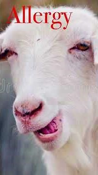 Viral infection in a Goat ! Critical Case Clinical Diagnosis?