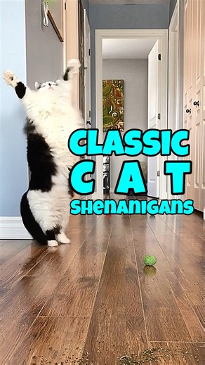 57K views · 6.1K reactions | A compilation of classic kitty shenanigans in our house. | The Oreo Cat | Facebook