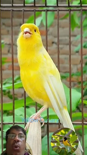 Yellow Canary 🦜 Chirping | #birdchirping #birdsinging #birdsounds 🕊️#shorts #youtubeshorts #viral