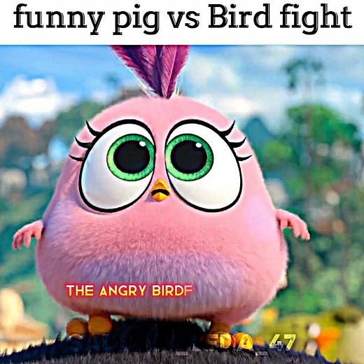 funny pig vs Bird fight 😱😱 The Angry birds 2 movie edit #shorts #trending #angrybirds