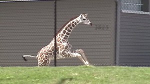 42K views · 729 reactions | GIRAFFE ESCAPE - A young giraffe at an Indiana zoo made a break for it, escaping her enclosure and running around the property. It took zookeepers several hours to get a hold of her! MORE: https://bit.ly/2qYxUbR | WSVN-TV | Facebook