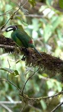 Ecuador, Mindo - toucans #ecuador #toucanbird #travel #birds