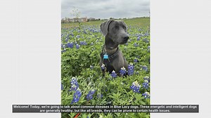 Common Health Issues in Blue Lacy Dogs: What You Need to Know