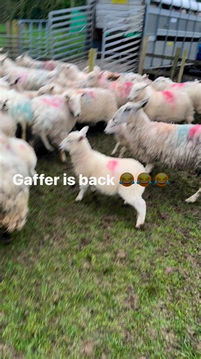 Gareth Wyn Jones on Reels