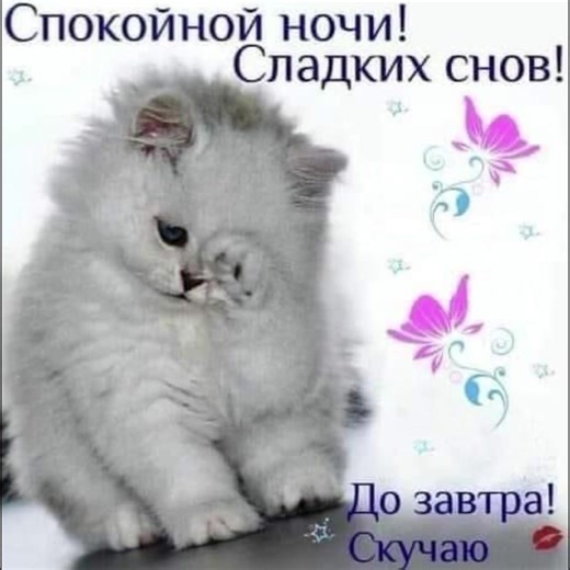 Cute Cat Moments: Snoring and Bathing Videos