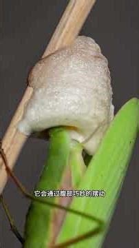 螳螂是如何產卵的？#shorts | #紀錄片 #有趣 #涨知识 #動物 #知識 #生物