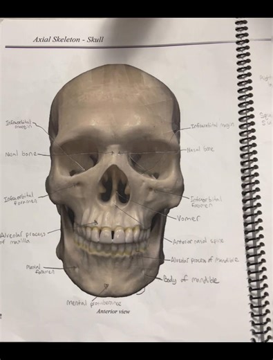 Skeletal System Explained for Students