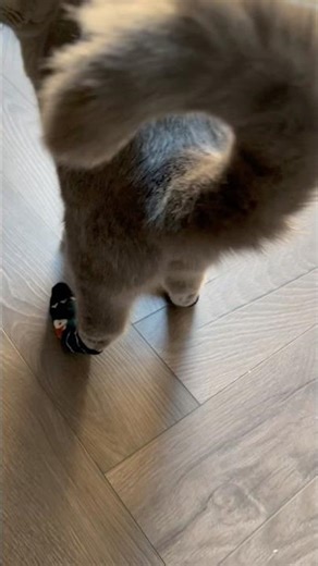 My Cats FUNNY Reaction To Wearing Socks For The First Time #funnycats