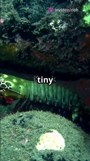 Mantis Shrimp: The Underwater Boxer!