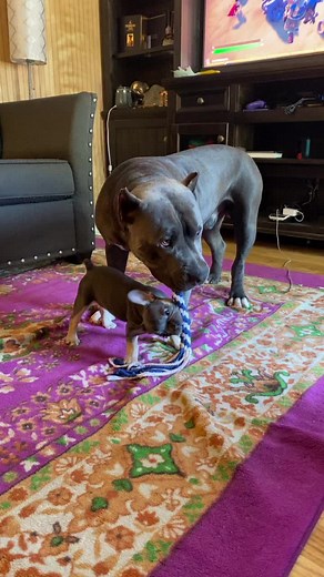 😂#fypシ #fyp #foryoupage #americanbully #xyzbca #americanbullytiktok #furbaby #petoftheday #petoftiktok #frenchbulldog #frenchiesoftiktok #frenchie