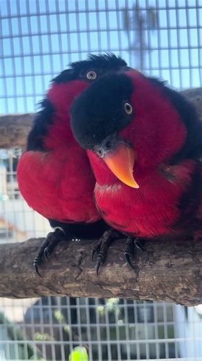 Loris lorius ♥️ #birds #parrot #funny #pets #animals #birdsounds #zoo #nature #cute #wildlife