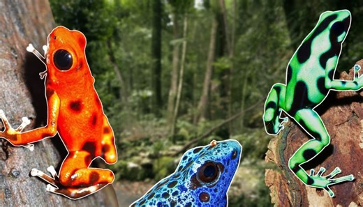 3 toxic animals that aren’t actually poisonous - the danger is different