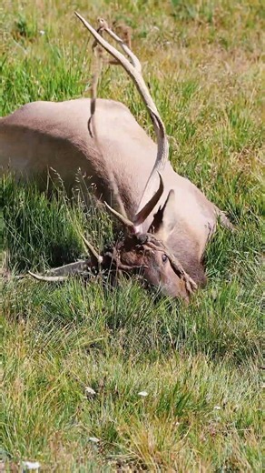 🦌Elk shedding its velvet from antlers in rocky mountain national park