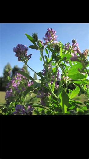 What is Alfalfa and where does it Grow? #alfalfa