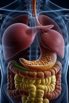 This Is How Food Digests Inside Your Body 😳 (X-Ray View)