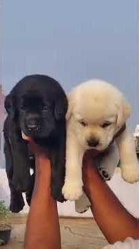 dogs 🐕#youtubeshorts #ytshorts #shorts#dogshorts #dog #