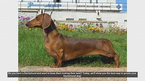 Ultimate Dachshund Grooming Guide: Keep Your Pup Looking Their Best!